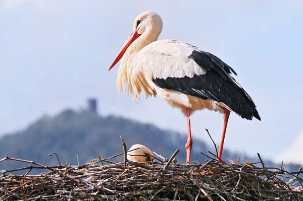 Histoires drôles de mangeur de cigogne